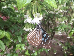 Ideopsis