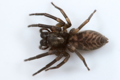 Amaurobioides