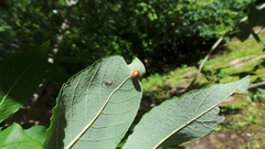 Euura pedunculi