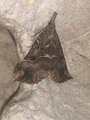 Hypena edictalis