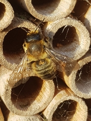 Megachile willughbiella