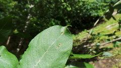 Euura pedunculi