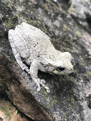 Hyla versicolor