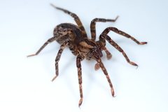 Gradungula sorenseni