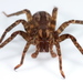 Haplogyne Spiders - Photo (c) Ivan Magalhaes, some rights reserved (CC BY-NC), uploaded by Ivan Magalhaes