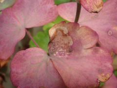 Phytomyza aquilegiae