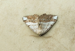 Eumacaria madopata
