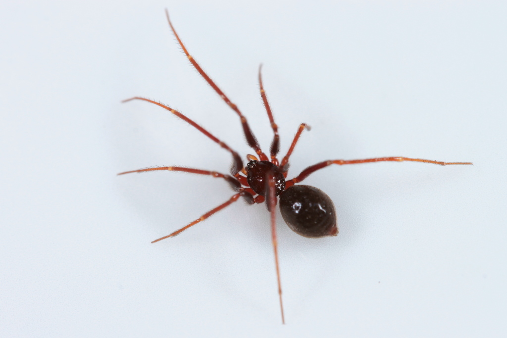 shield spiders from Buller District, West Coast, Nova Zelândia on ...