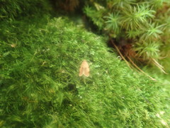 Cenopis diluticostana