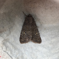 Mamestra brassicae