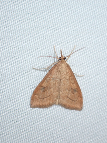 False Celery Leaftier photo 5