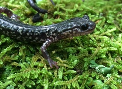 Plethodon punctatus