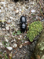 Pachyodontus languidus