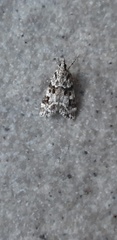 Eudonia delunella