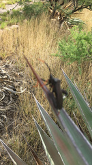 Acanthocephala thomasi