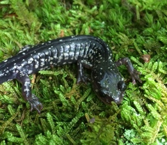 Plethodon punctatus