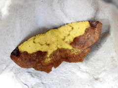Antepione thisoaria