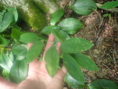 Uvularia sessilifolia