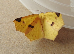 Antepione thisoaria