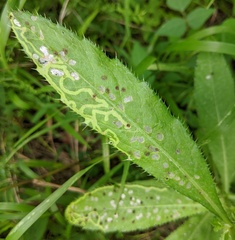 Phytomyza syngenesiae group