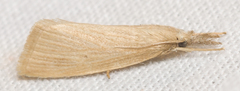 Diatraea evanescens