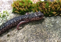 Plethodon punctatus