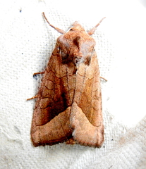 Hydraecia micacea