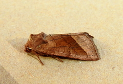 Hydraecia micacea