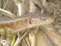 Abronia moreletii temporalis