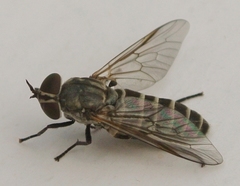 Pseudotabanus distinctus