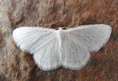 Protitame virginalis