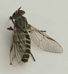 Pseudotabanus distinctus