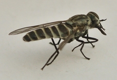 Pseudotabanus distinctus