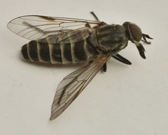 Pseudotabanus distinctus