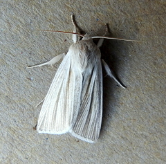 Acronicta insularis