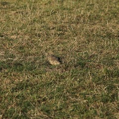 Spermophilus suslicus