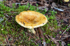 Lactarius repraesentaneus