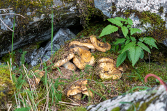 Lactarius repraesentaneus