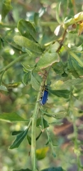 Trirhabda flavolimbata