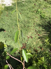 Cryptostegia grandiflora