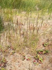 Agrostis exarata