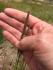 Agrostis exarata