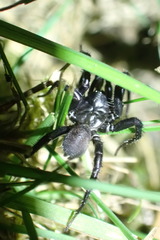 Antrodiaetus pacificus