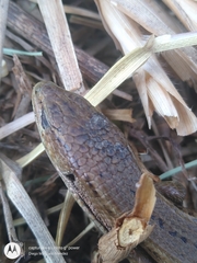 Abronia moreletii temporalis