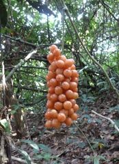 Dioscoreophyllum volkensii