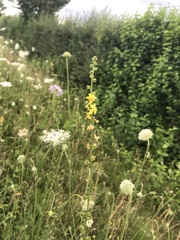 Agrimonia eupatoria
