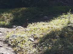Canachites canadensis