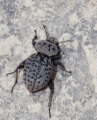 Scotobius pilularius