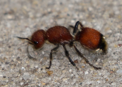Dasymutilla creon