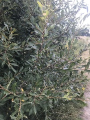 Salix cinerea